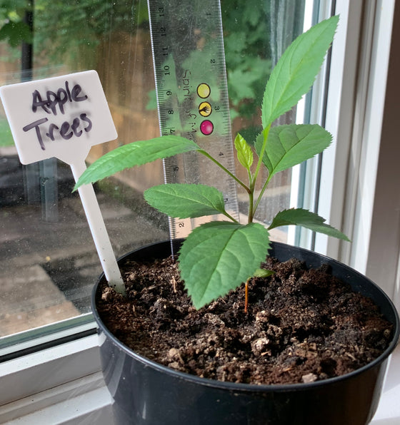 About Ottawa Makes Good Apples