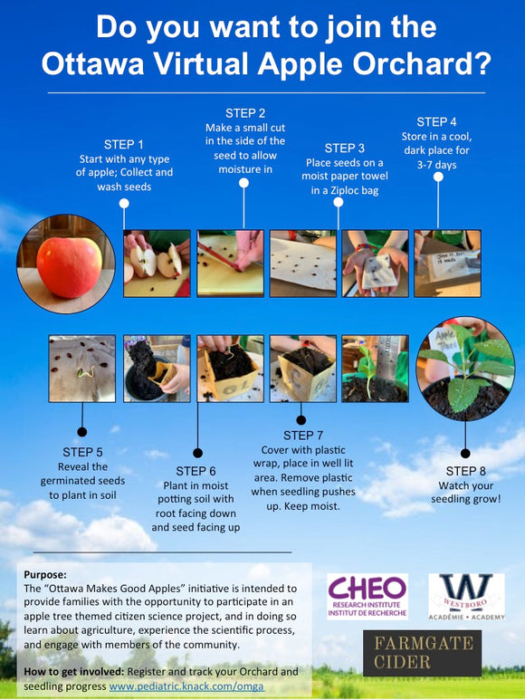 How to Grow Apples From Seed