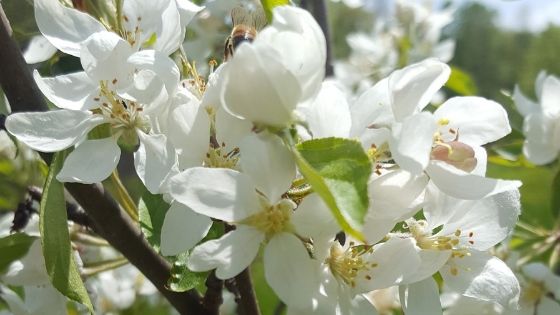 The Press // Spring & Summer 2019 Newsletter