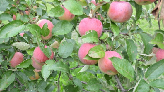 The Press // Fall & Winter 2018 Newsletter