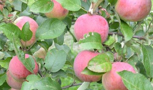 Too pretty for the press.